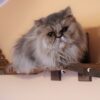 Mostek dla kota na ścianę z półkami