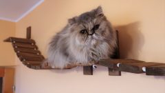 Mostek dla kota na ścianę. Półki 20 cm x 30 cm - Rozmiar L 2.40 m