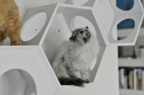 Półka dla kota Hexagon z pokrywą