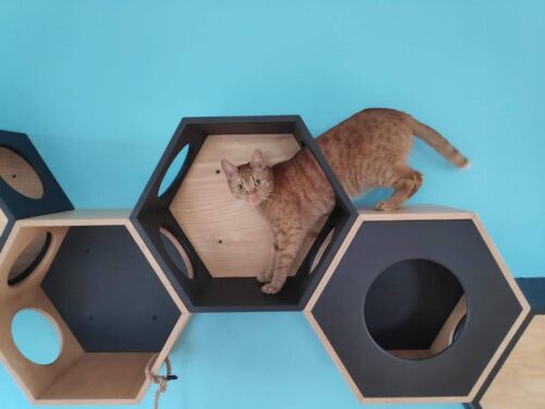 Półka dla kota Hexagon z pokrywą