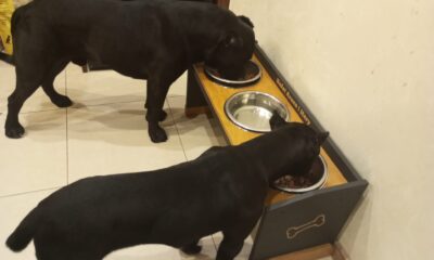 Jakie miski dla Cane Corso